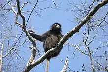 Semnopithèque obscur, parc marin national de Tarutao, Thaïlande