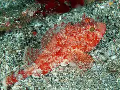 Scorpaena miostoma