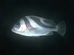 Gaterin à barres courbes (Plectorhinchus cinctus)