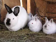 Une famille de lapins de race Néo-Zélandaise à différents niveaux de coloration.