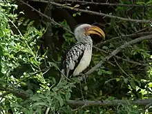 Calao leucomèle, perché (Parc national Kruger, Afrique du Sud)
