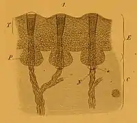 Coupe transversale de la face avant du museau.