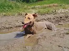 Un lévrier hongrois qui est allongé dans une flasque d'eau boueuse afin de se rachaîchir des chaleurs du mois d'août