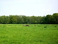 Les prés près du haras de la Censière, le long du chemin rural no&nbsp;11.