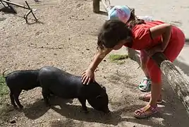 Les cochons vietnamiens de la Ferme des Enfants.