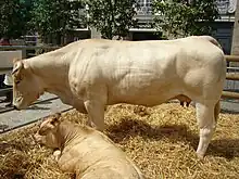 photo couleur d'une vache blonde et son veau couché dans la paille. La vache est musclée avec un dos droit et rond et des cuisses rebondies. La mamelle est petite.