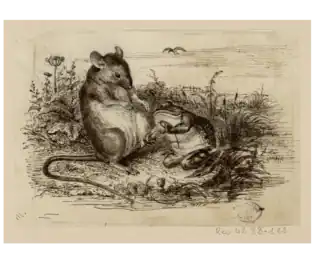 La Grenouille et le Rat.