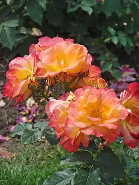 Image illustrative de l’article Bernadette Chirac (rose)