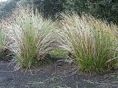 La tourbière du Venec à Brennilis (photo 2)