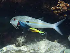 Un labre nettoyeur à queue jaune (Labroides bicolor) en train de déparasiter un Mulloidichthys flavolineatus