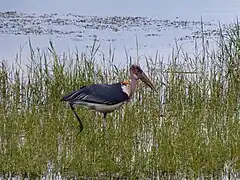 Marabout (Leptoptilos crumeniferus)