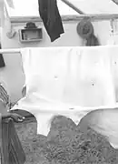 Étirage d'une peau d'orignal. Lac Mistassini, 1946.