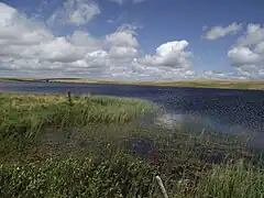 Végétation aquatique, en particulier trèfle d'eau.