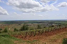 Image illustrative de l’article Ladoix