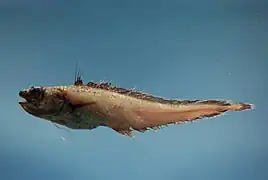 Laemonema barbatulum.