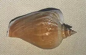 Laevistrombus turturella.