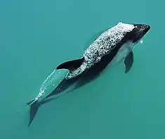 Lagenorhynchus australis