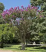 Lagerstroemia indica - Jardin des plantes de Toulouse