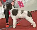 Lagotto blanc et marron