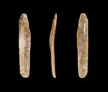 Lame(Muséum de Toulouse).