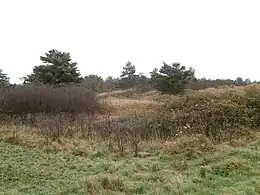 vue de bosquets d'arbrisseaux et de pelouses sèches sur un terrain accidenté