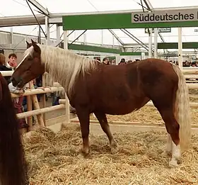 Dans un salon agricole, un cheval alezan crins lavés se tient dans son enclos paillé.