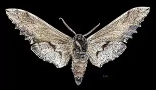 Langia zenzeroides nawai Male revers MHNT