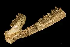 Lartetotherium sansaniense Langhien de Sansan - MHNT