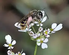 Lasioglossum marginatum (femelle, Europe).