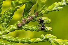 Un insecte noir sur une plante proche de plusieurs petits insectes bruns.
