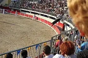 Une course camarguaise.