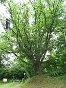 Le chêne du Petit-Launay.