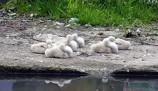Poussins au bord d'un canal.