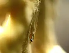 Un minuscule gobie nain de Michel (Pleurosicya micheli) sur un corail Millepora