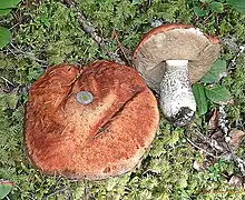 Leccinum pondrosum