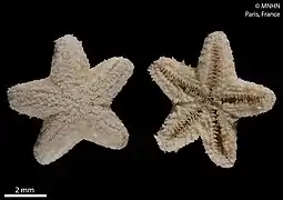 Leilaster radians (Leilasteridae)