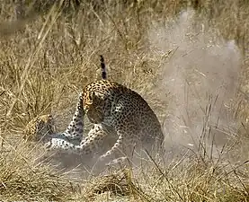 Le mâle est violemment repoussé par la femelle après l'accouplement.