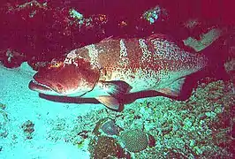 Cephalopholis leopardus