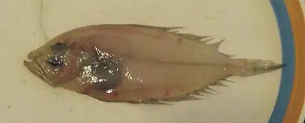 Lepidorhombus whiffiagonis