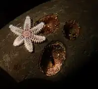 Leptasterias hexactis