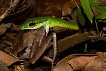 Leptophis ahaetulla