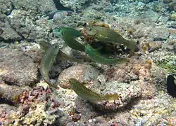 Un groupe de poissons-perroquets des herbiers (Leptoscarus vaigiensis). Les mâles ont une bande latérale blanche.