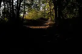 Futaie ombragée actuelle.