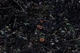 Un bois apprécié par les amateurs de champignons.