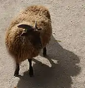 Les moutons de la Ferme des Enfants.