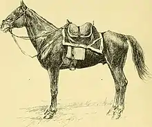 Dessin d'un cheval harnaché vu de profil.