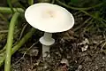Leucoagaricus leucothites