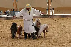 Groupe de poneys Shetland en dressage en liberté à Munich, Allemagne