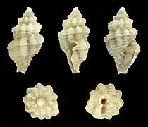 Lienardia strombilla.