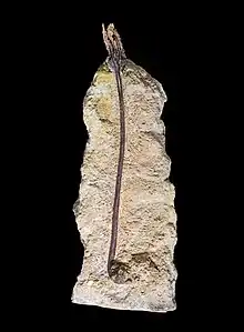 Liliocrinus polydactylus, crinoïde de la Pointe du Chay en Charente-Maritime. Musée d'hist. nat. De Toulouse.